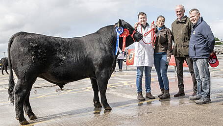 Better weather draws crowd for strong show and sale day Image