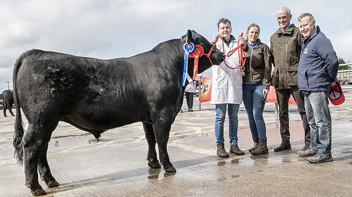 Better weather draws crowd for strong show and sale day Image