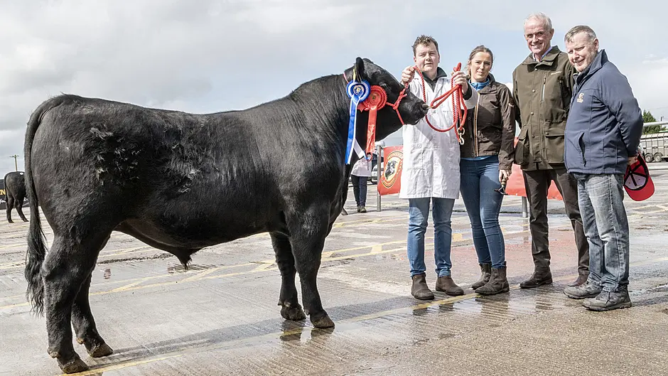 Better weather draws crowd for strong show and sale day Image
