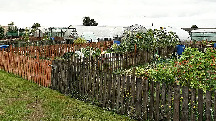 Need for new home for 50 Bandon allotment tenants Image