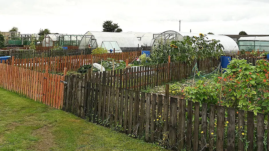 Need for new home for 50 Bandon allotment tenants Image