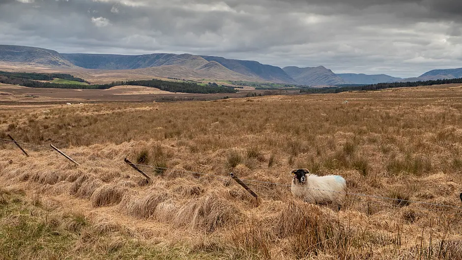 ICMSA say there can be ‘no degree of compulsion whatsoever’ on farmers in Nature Restoration Law Image