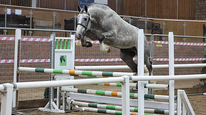 Stallion Coom View Legacy, owned by Sean O’Sullivan of Barryroe, at the recent stallion inspections where he was approved as a Class 1 Irish Draught Stallion. This exceptional horse is set to be a valuable addition to the West Cork community and will stand at Sean’s Farm in Barryroe.