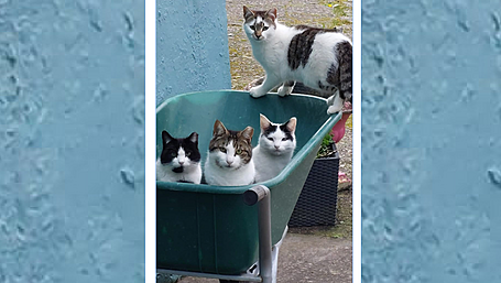 Reader’s Picture of the Week Image
