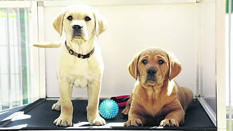 Munster puppy raisers wanted Image