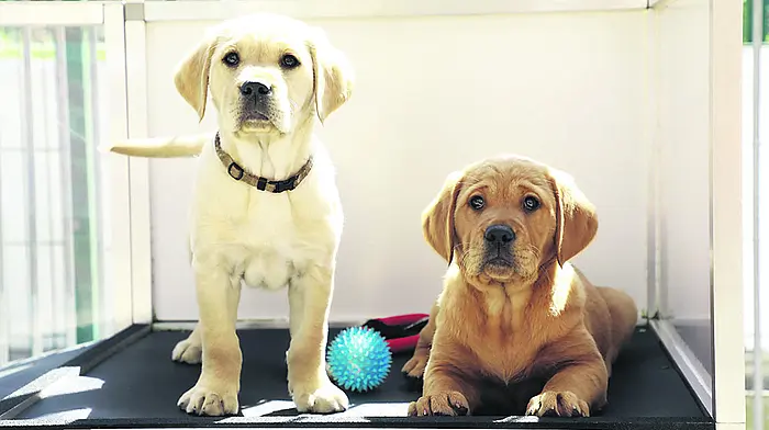 Munster puppy raisers wanted Image
