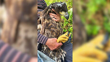 Aspen the Eagle: Glengarriff’s star fledgling completes extraordinary 26 county ‘Grand Tour’ of Ireland Image