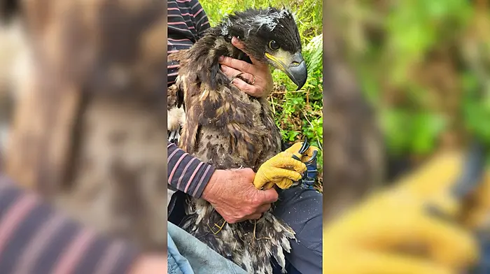 Aspen the Eagle: Glengarriff’s star fledgling completes extraordinary 26 county ‘Grand Tour’ of Ireland Image