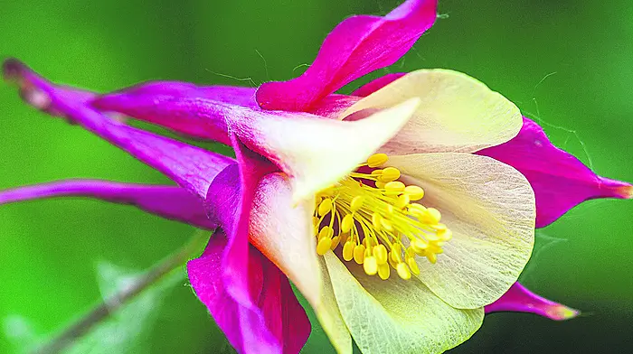 GARDENING: Promise in the air as darling buds of May bloom Image