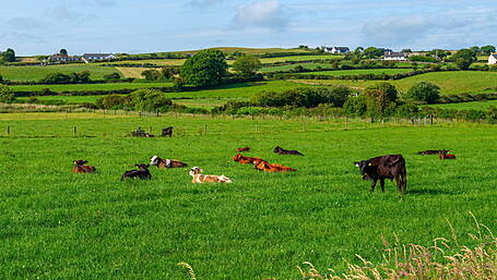 Cork agri land second dearest in Munster and eighth nationally at an average €17,100 per acre Image