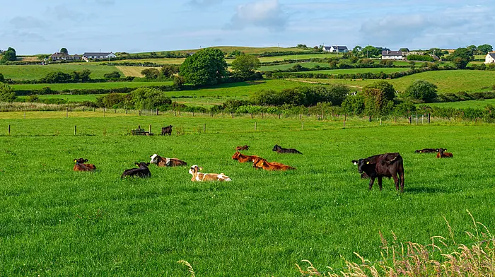 Cork agri land second dearest in Munster and eighth nationally at an average €17,100 per acre Image