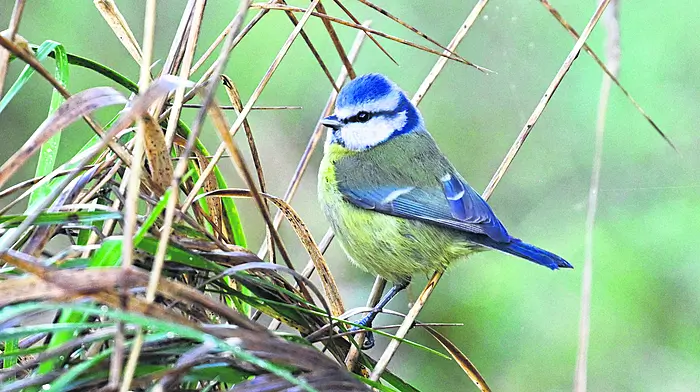 WILDLIFE: Getting closer to nature is an emotional rollercoaster Image