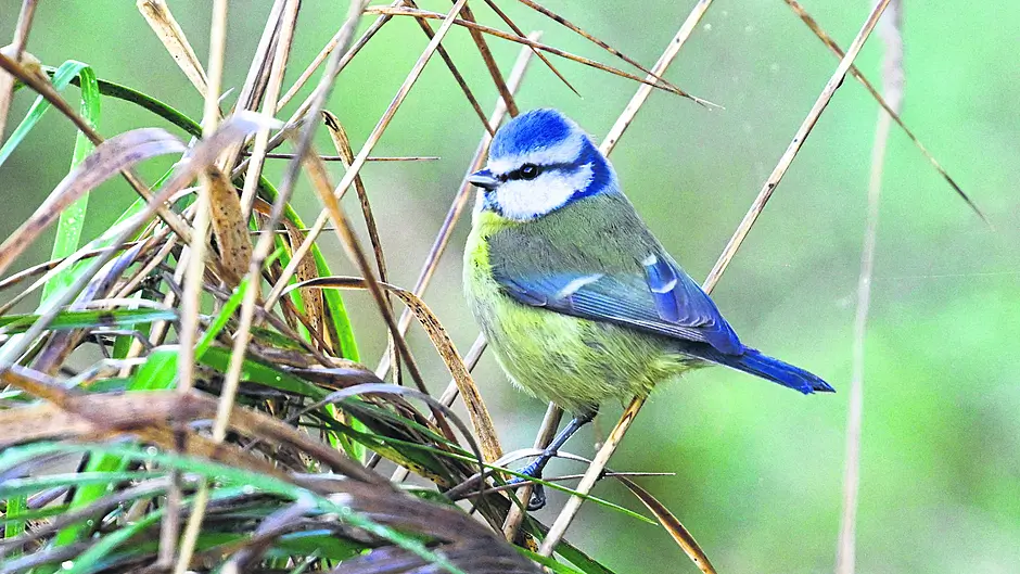 WILDLIFE: Getting closer to nature is an emotional rollercoaster Image