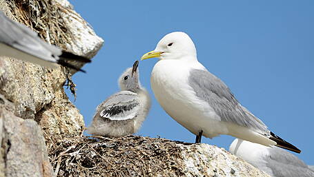 EC sends warning letter over marine seabird protection Image