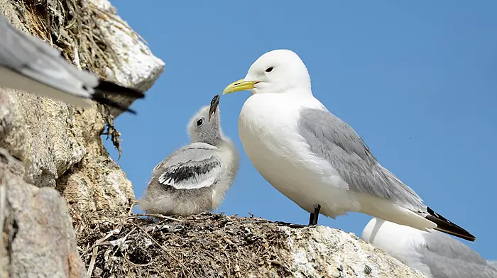 EC sends warning letter over marine seabird protection Image