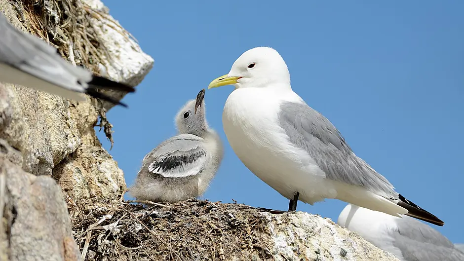 EC sends warning letter over marine seabird protection Image