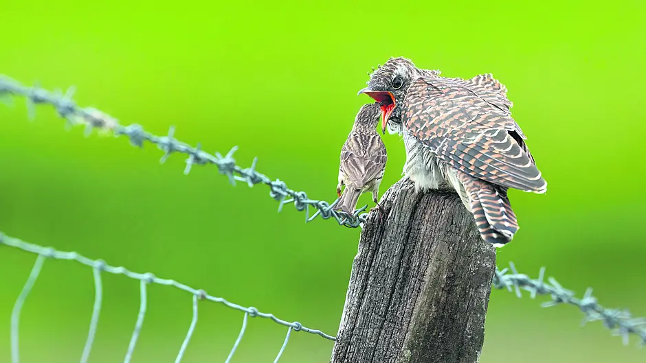 WILDLIFE: Memories of cuckoos from summers past Image