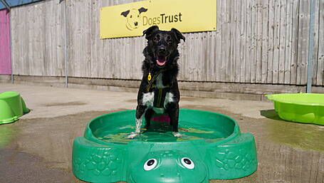 Dogs Trust warns owners to rethink walks as temperatures rise Image