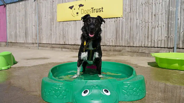Dogs Trust warns owners to rethink walks as temperatures rise Image