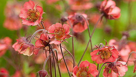 GARDENING: Pollination, polytunnels and a note on netting Image