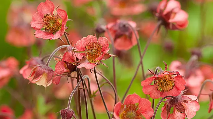 GARDENING: Pollination, polytunnels and a note on netting Image