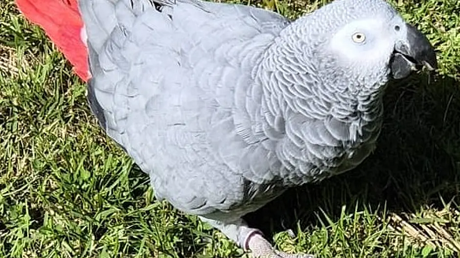 Clonakilty family's appeal to help find missing parrot Image