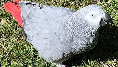 Clonakilty family's plea over missing parrot Kei Image