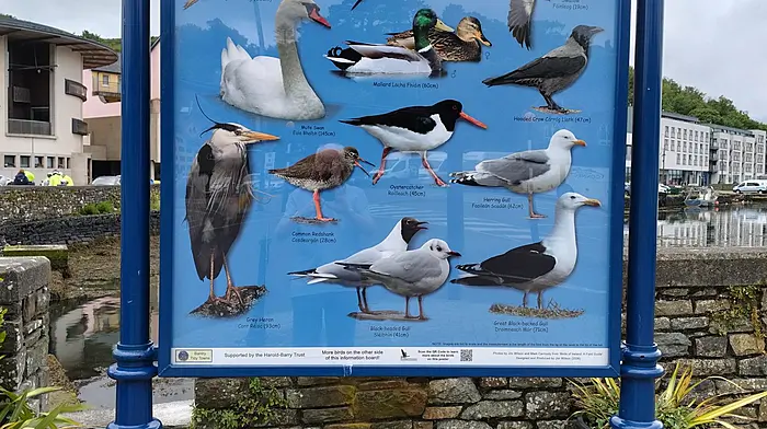 With financial support from the Harold-Barry Trust, Bantry Tidy Towns has replaced the two double-sided Birds of Bantry signs in the Slobs car park. There is now a bright, modern look to the new signs which display the remarkably diverse range of birds in Bantry Bay. To celebrate and preserve Irish heritage and language, all bird names featured on the signs have been translated from English into Irish. Bantry Tidy Towns has expressed thanks to Jim Wilson (ornithologist), Clare Heardman (National Parks & Wildlife Service), Designs & Signs, Eco Laser Solutions and Pat McSweeney Engineering for completing different aspects of the work. They have also thanked Cork County Council for their help in taking down the original signs and previously the Béicín Walk signs. The council also did a good job in painting the barriers at the entrance and exit to the car park.