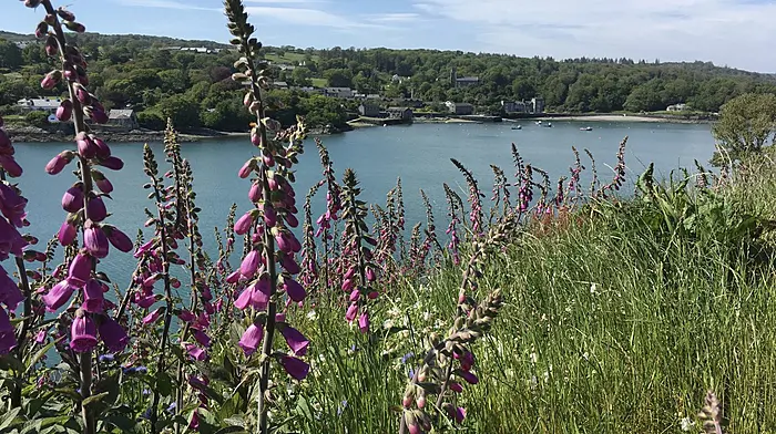 WILDLIFE: Take time to notice nature this June Image