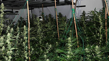 Man (40) appears in court in connection with growhouse raid in Ballymakeera Image