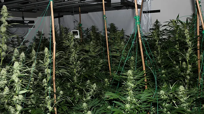 Man (40) appears in court in connection with growhouse raid in Ballymakeera Image