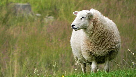 Animal health vet scheme Image