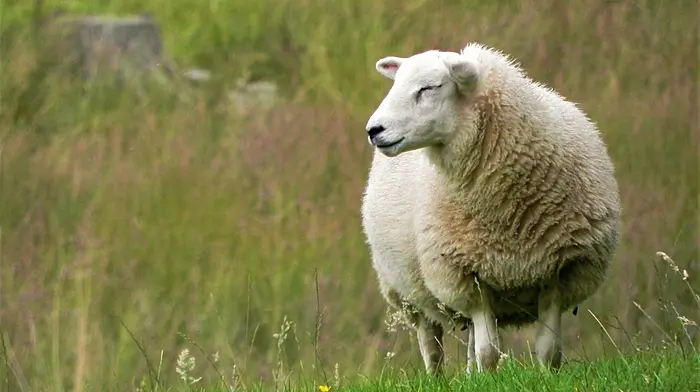 Animal health vet scheme Image