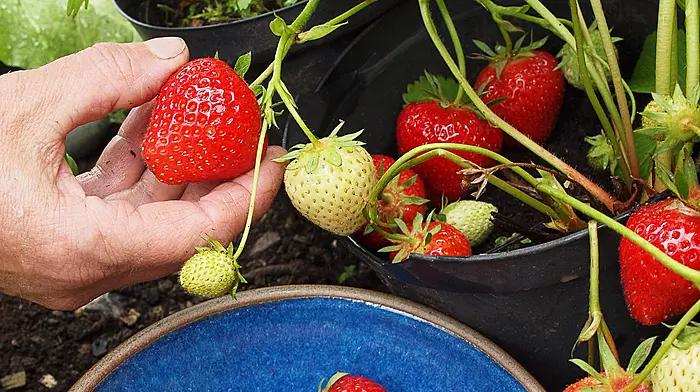 GARDENING: Strawberry season is now in full swing Image