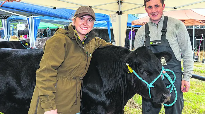 The 109th Clonakilty Agricultural Show took place last weekend on a day full of rain showers. Preparing Betty, their Belgian Blue Heifer, for showing were Katie Shanahan and Eamon Shanahan from Leap. (Photo: Andy Gibson)