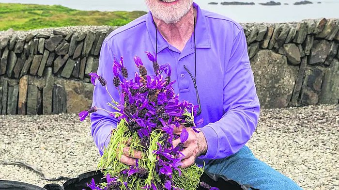 Islander Joe Driscoll, the driving force behind the festival, with lavender he harvested for the festival.    (Photo: Andy Gibson)