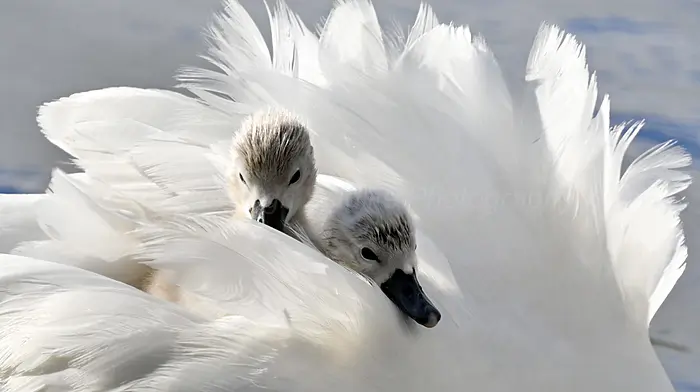 Have your say on the future of nature says Green Skibbereen Image