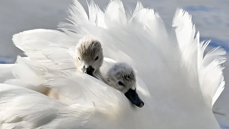 Have your say on the future of nature says Green Skibbereen Image