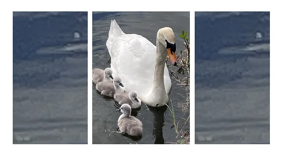 Reader’s Picture of the Week Image