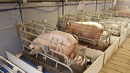 Piggery expansion is granted permission despite objections Image