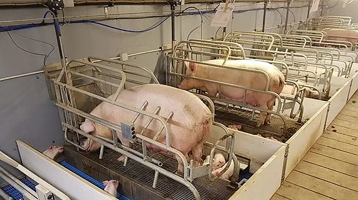 Piggery expansion is granted permission despite objections Image