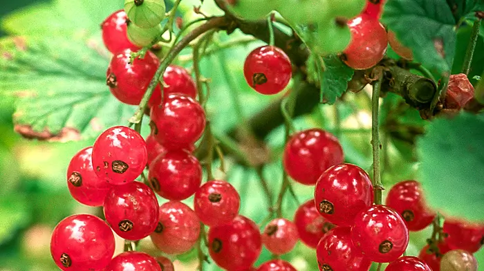 GARDENING: Time to pick, freeze and preserve berries Image
