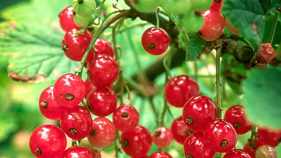 GARDENING: Time to pick, freeze and preserve berries Image