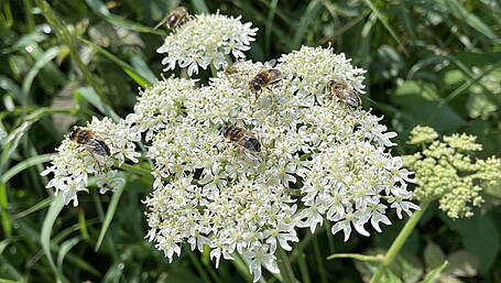 WILDLIFE: Avoid making a pig’s ear of identifying hogweed Image