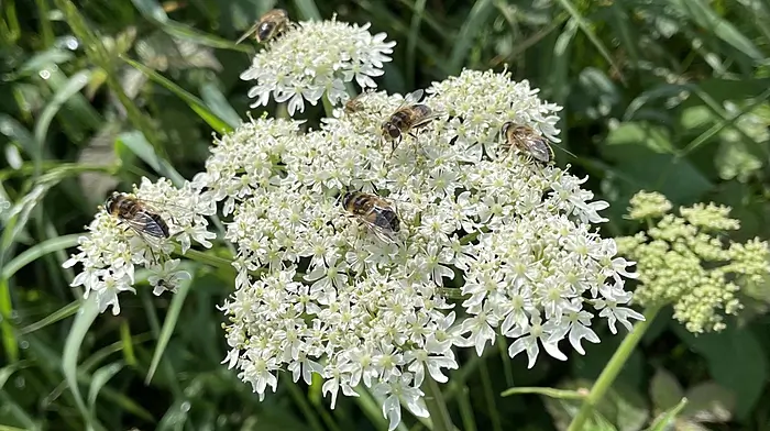 WILDLIFE: Avoid making a pig’s ear of identifying hogweed Image