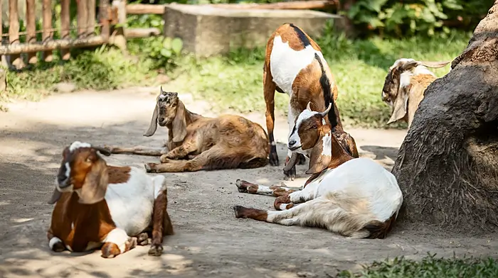 Farmers and pet owners reminded to keep animals safe during orange fire risk warning Image