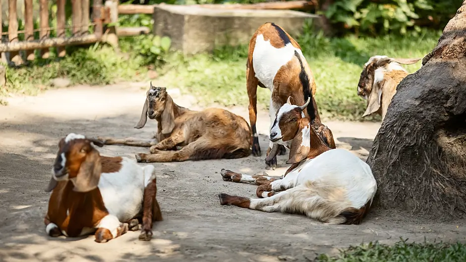 Farmers and pet owners reminded to keep animals safe during orange fire risk warning Image
