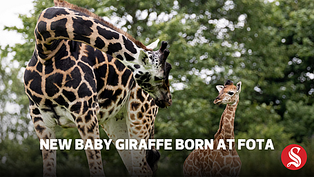 New baby giraffe born at Fota Wildlife Park Image