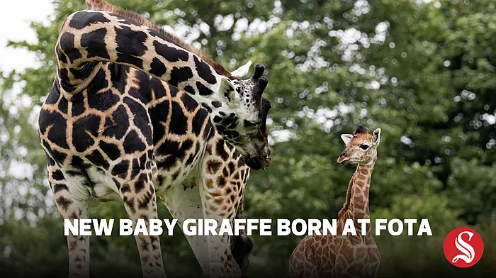 New baby giraffe born at Fota Wildlife Park Image