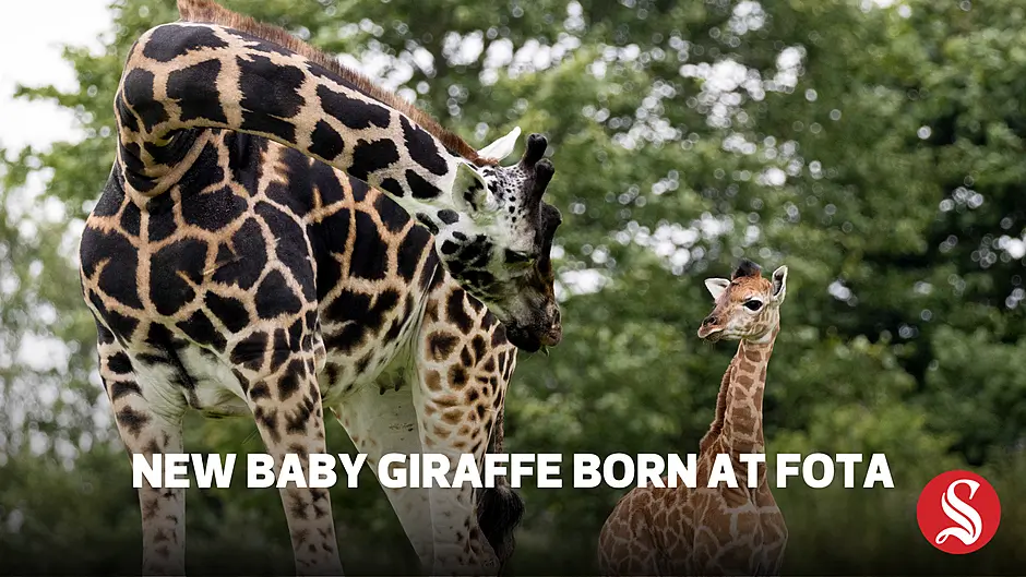 New baby giraffe born at Fota Wildlife Park Image